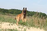 MALINOIS 329